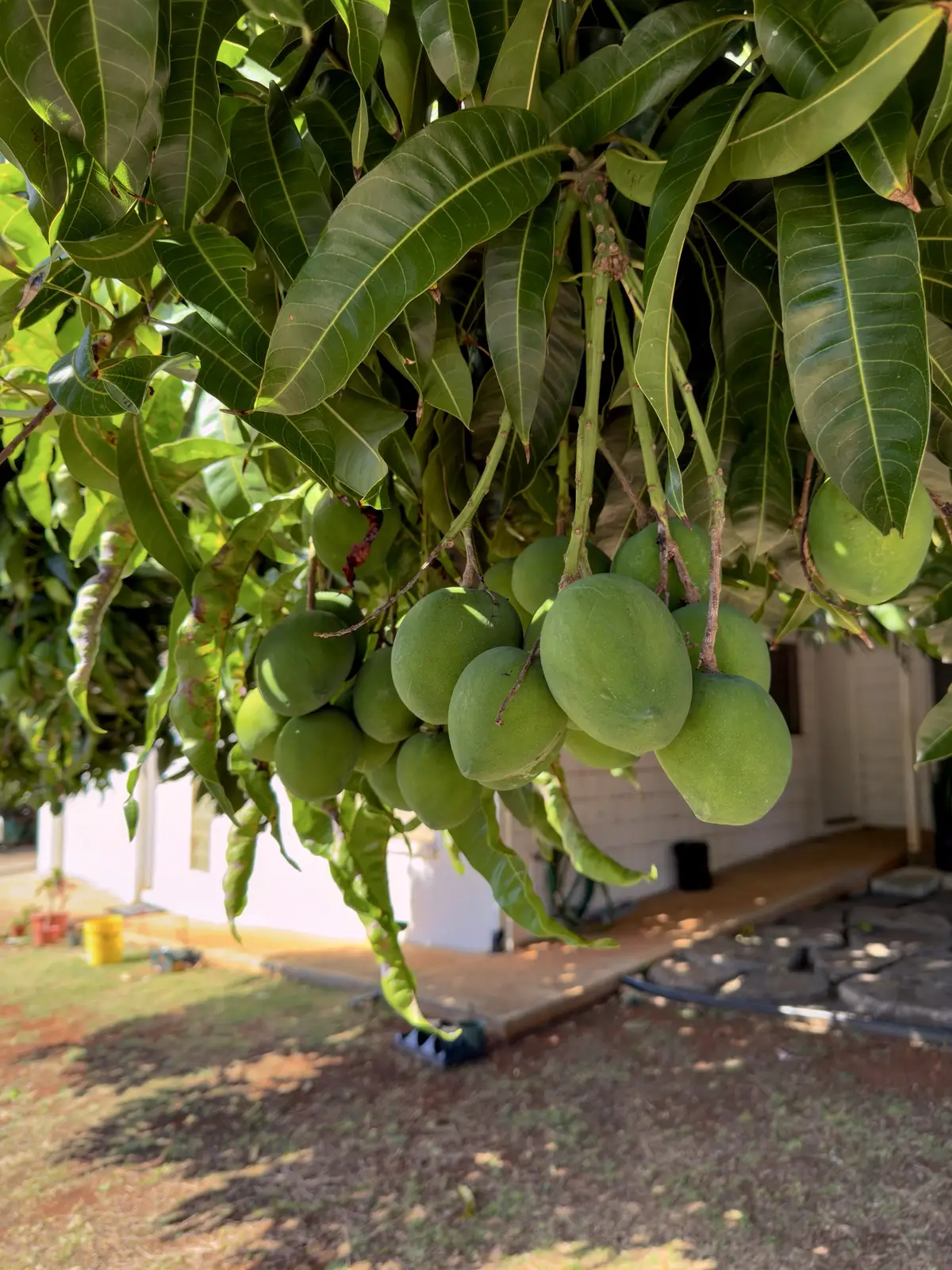 Honolulu, HI, December 11, 2024