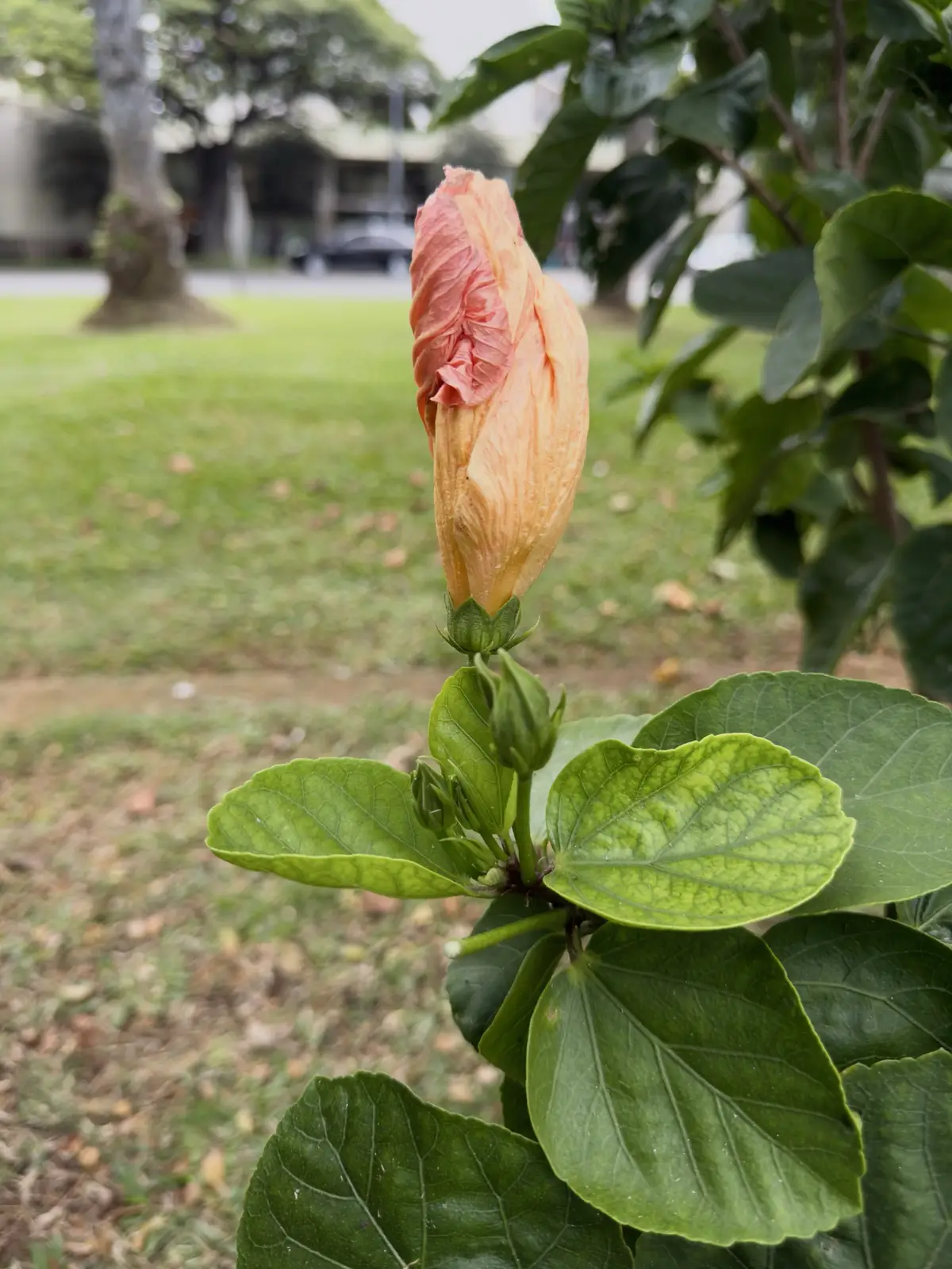 Honolulu, HI, December 11, 2024