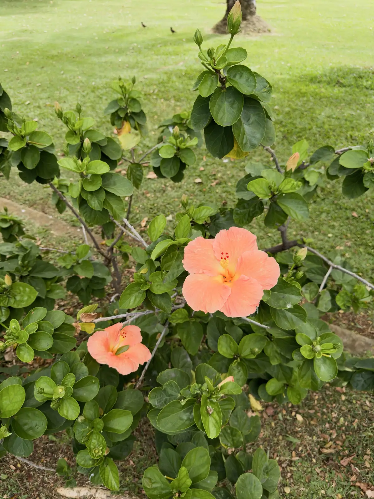 Honolulu, HI, December 11, 2024