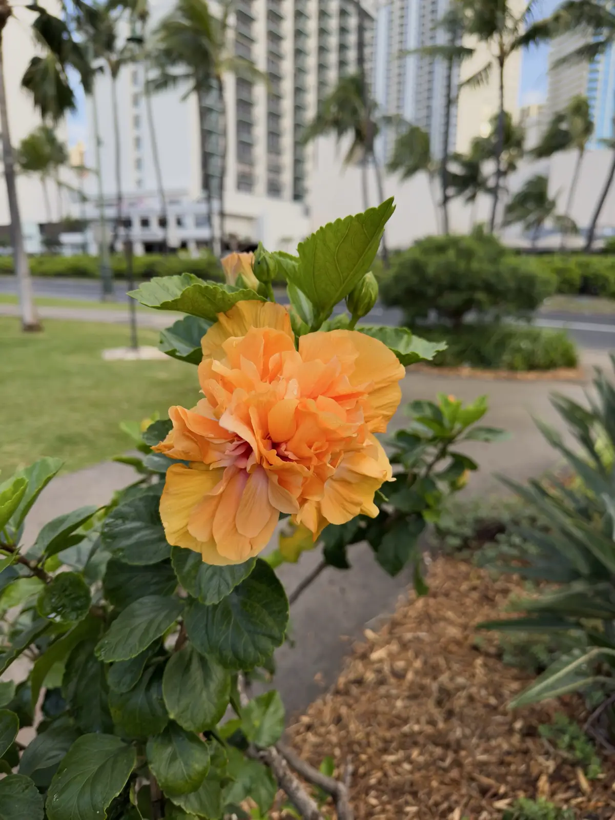 Honolulu, HI, December 11, 2024