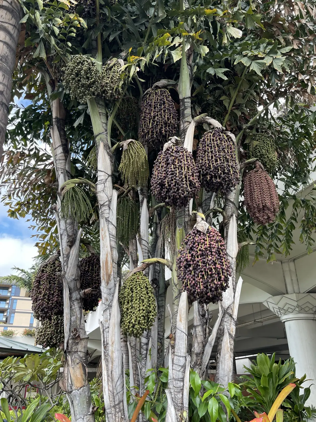 Honolulu, HI, December 11, 2024