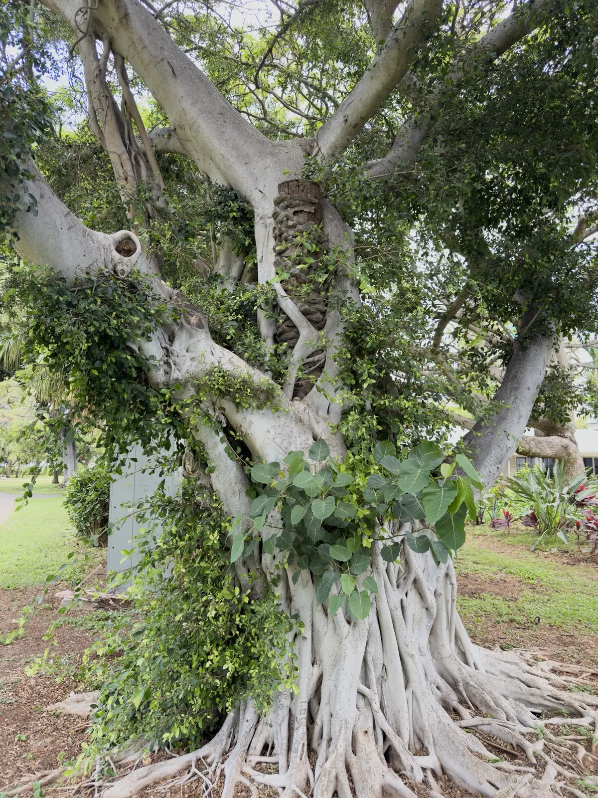 Honolulu, HI, December 11, 2024