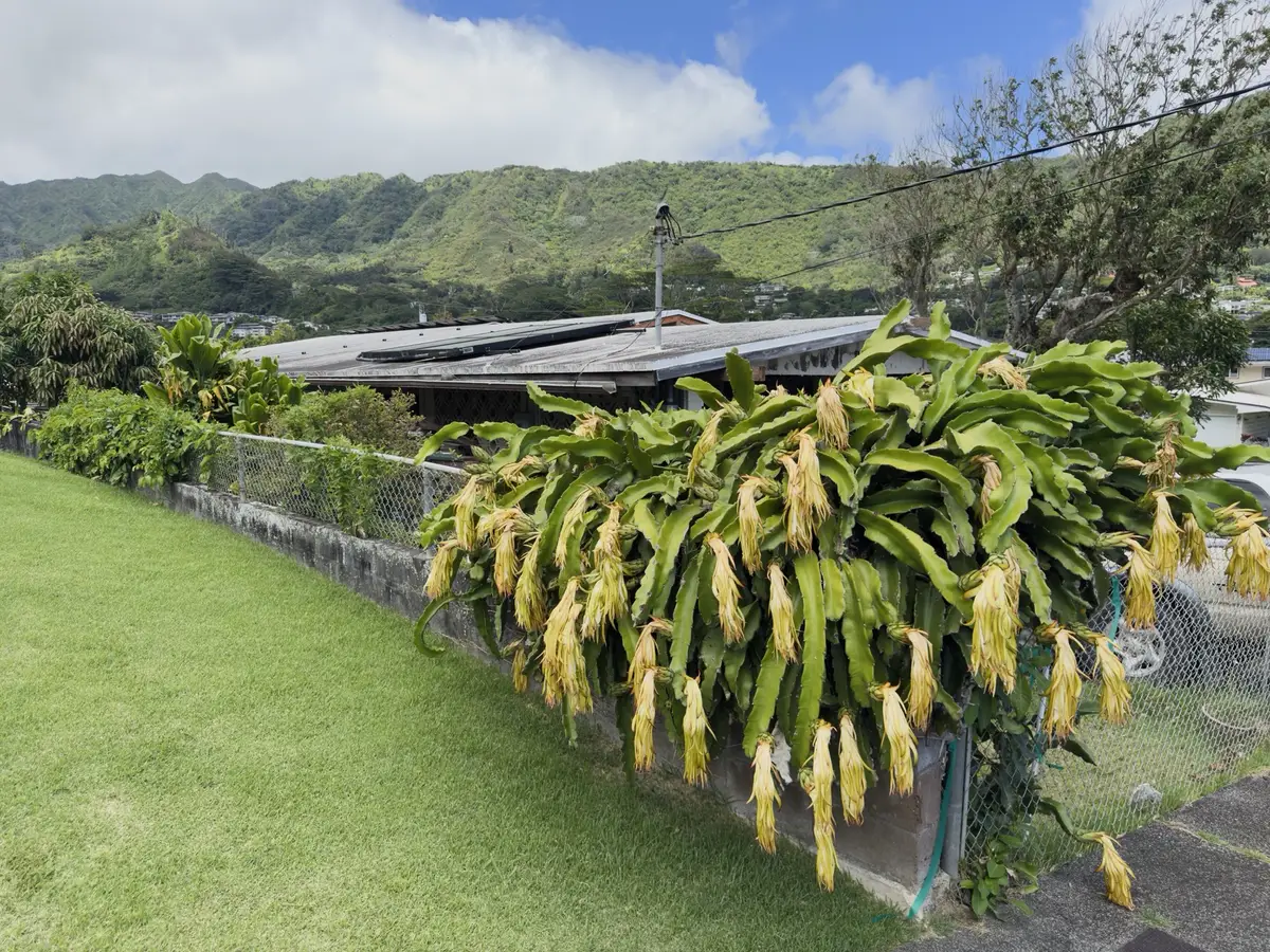 Honolulu, HI, December 11, 2024