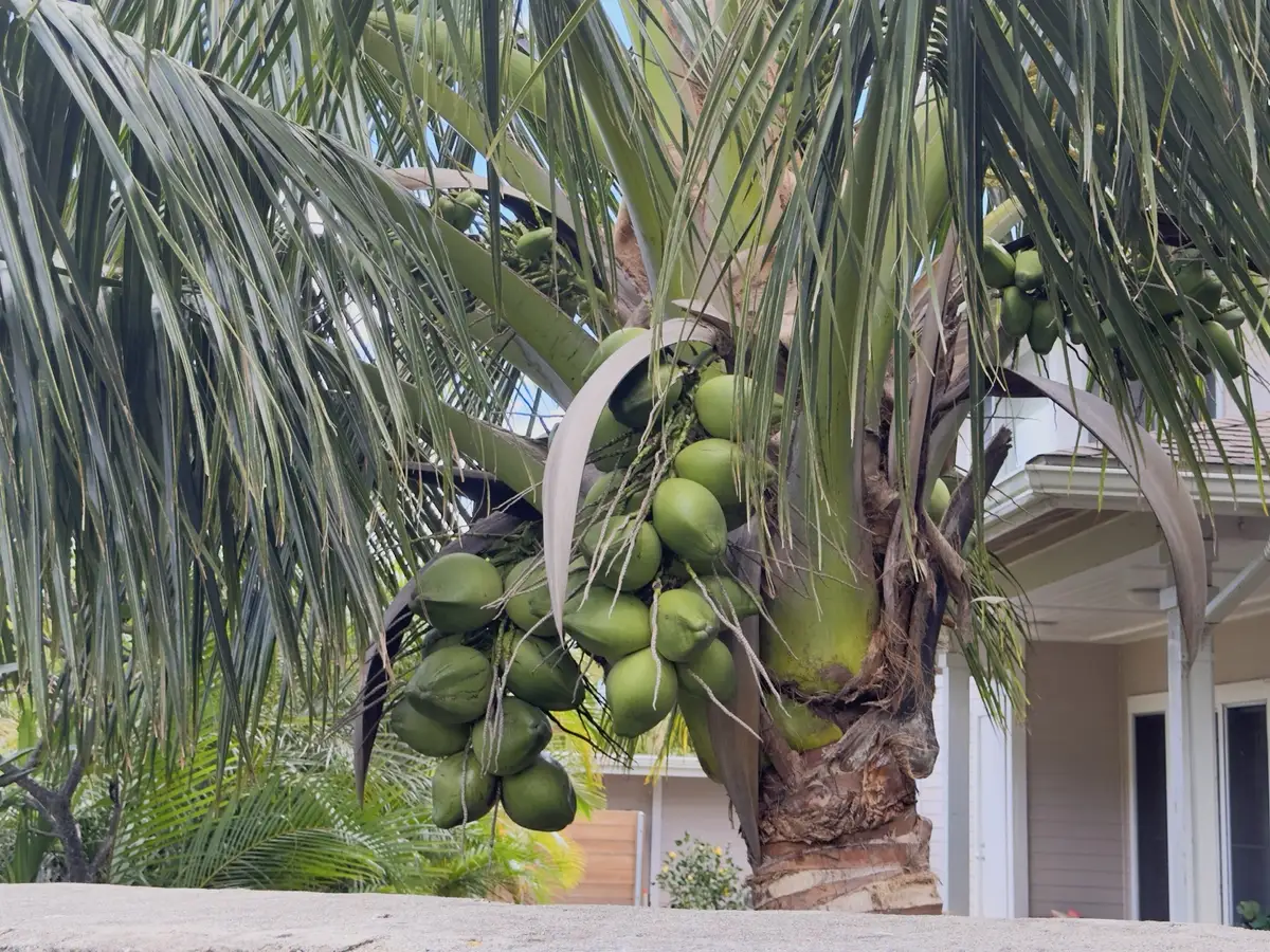 Honolulu, HI, December 11, 2024