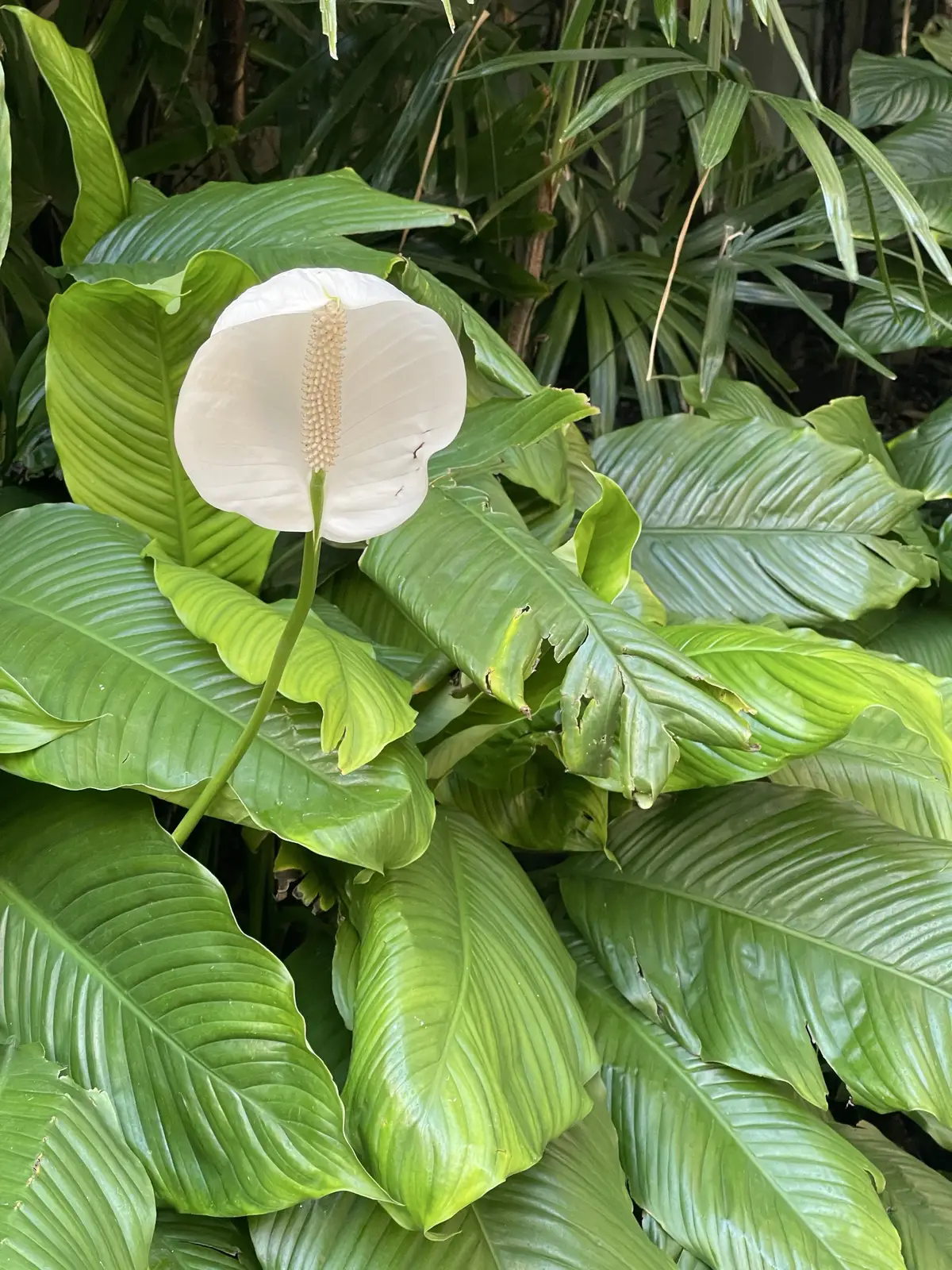 Honolulu, HI, December 11, 2024