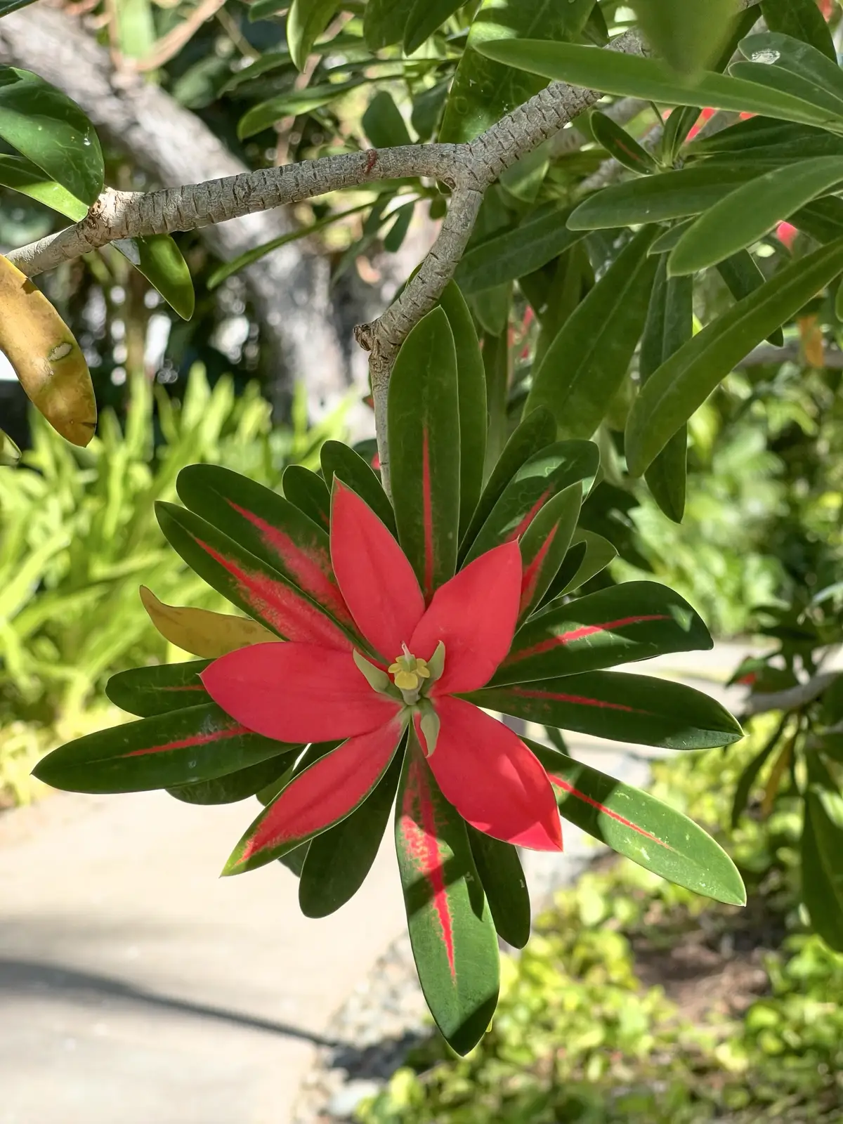 Honolulu, HI, December 11, 2024