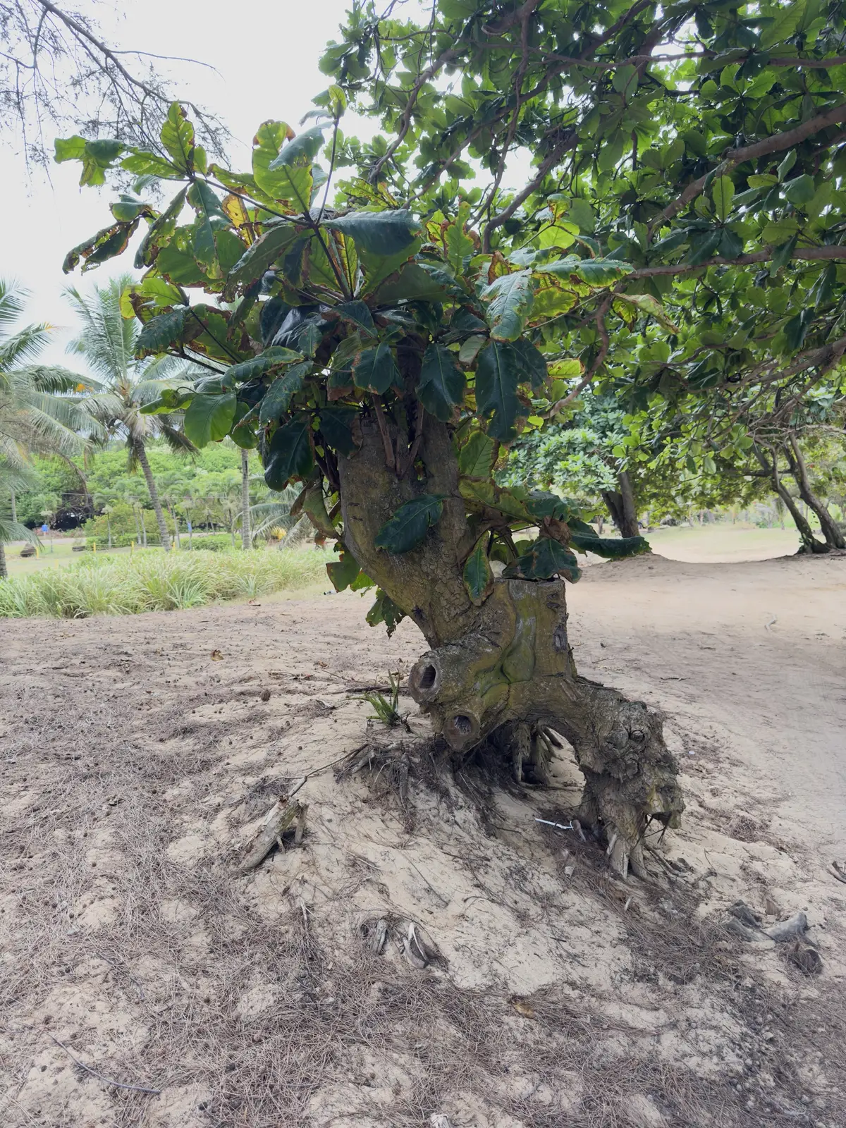 Honolulu, HI, December 11, 2024