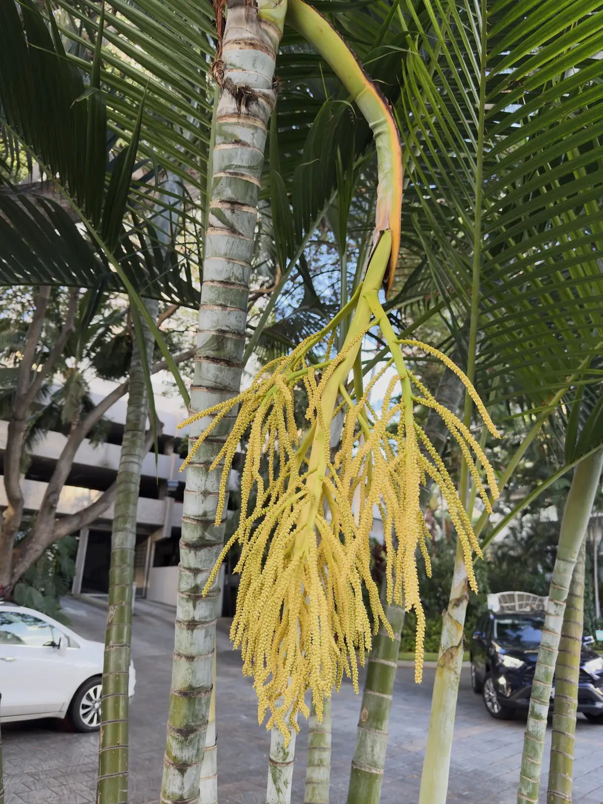 Honolulu, HI, December 11, 2024